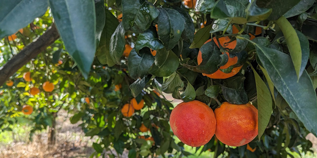 L'Arancia Rossa di Sicilia Igp sui banchi di scuola: obiettivo educazione alimentare